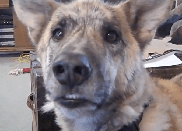 Ultimate Dog Tease: Viral video of talking dog who didn’t get his meat… but the cat&nbsp;did…