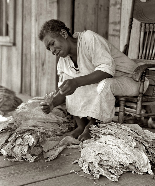 tobacco farmer