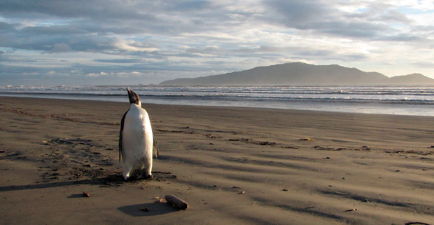 ‘Happy feet’ penguin returns to&nbsp;Antarctica