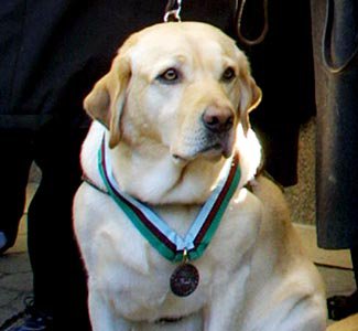 Roselle, the guide dog who saved her blind master in Tower One on&nbsp;9/11
