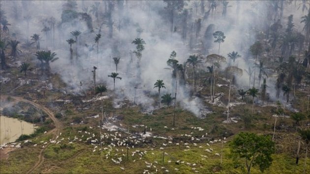 amazon-rainforest-deforestation