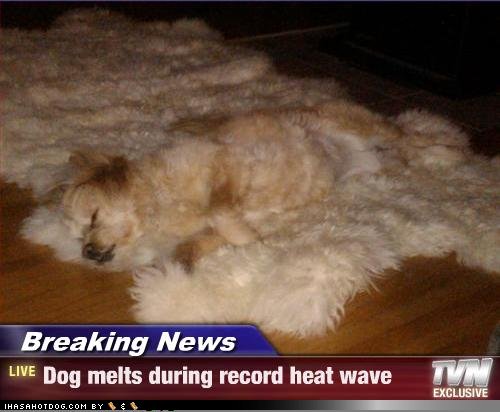 Funny Dog Photos with Captions Breaking News Dog meilts during heat wave