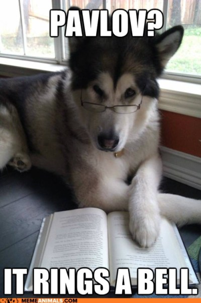 Funny Dog Photos with Captions pavlov