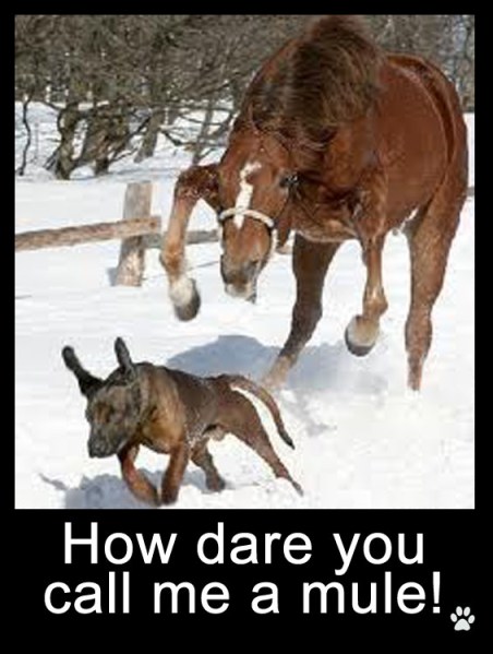 How dare you call me a mule