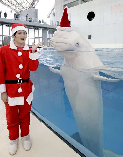 Porpoise with santa cap