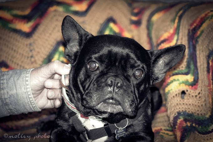Photo Project 365 010712 Mack the French Bulldog