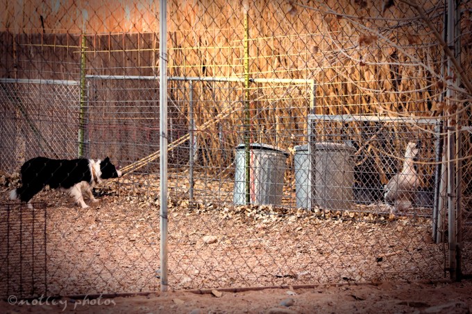 Photo Project 365 011212 Janie the Border Collie stalking a goose