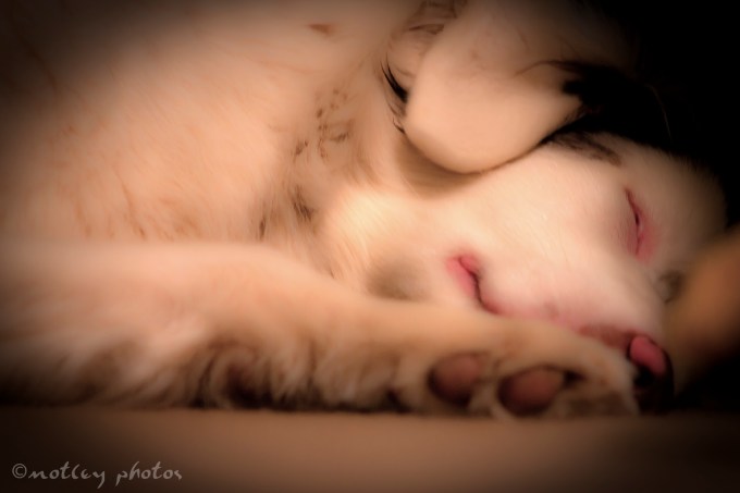 Photo Project 365 011412 My lethal white Aussie sleeping like a baby