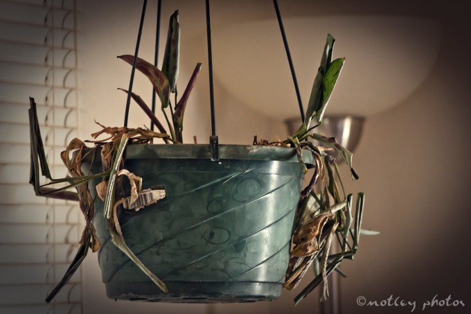 Photo Project 365 011812 I finally killed my plant