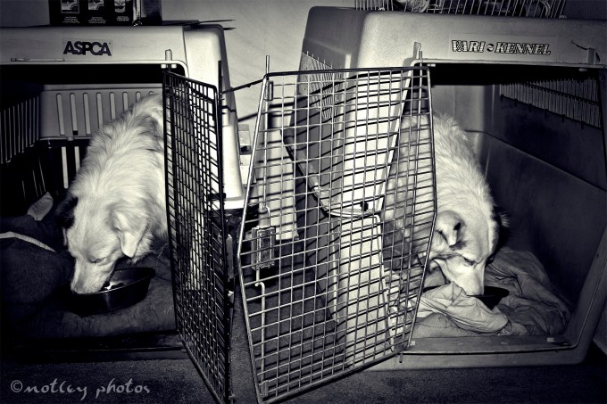 Photo Project 365 020512 Dinner Time