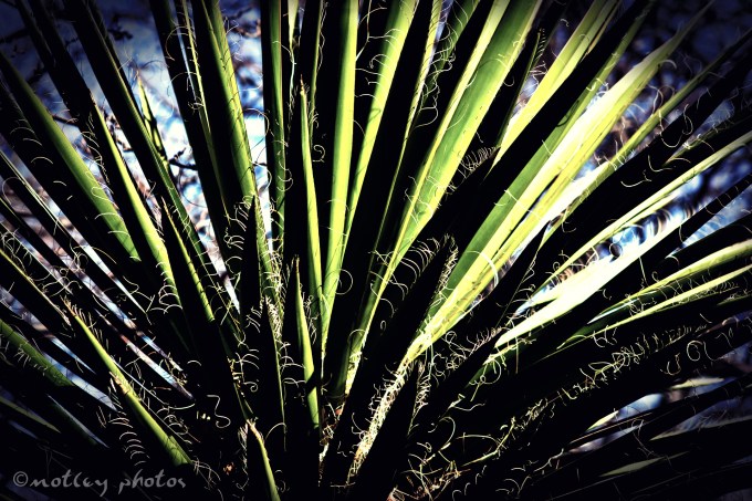 Photo Project 365 020812 Yucca tree leaves