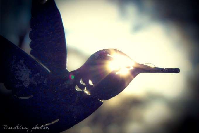 Photo Project 365 021312 Sun coming through the eye of a iron yard hummingbird decoration