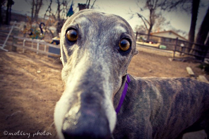 Photo Project 365 021412 Dusty Rose the Greyhound looking in camera