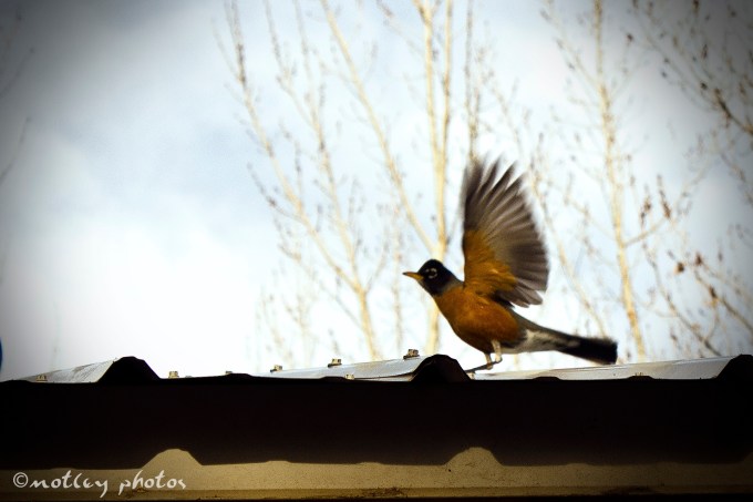 Photo Project 365 021912 Robin landing on roof