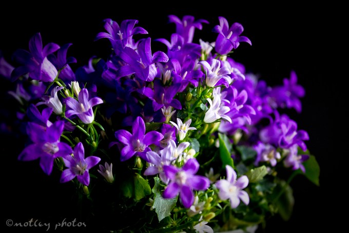 Photo Project 365 022012 Purple flowers