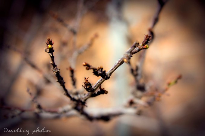 Photo Project 365 022112 Buds on tree