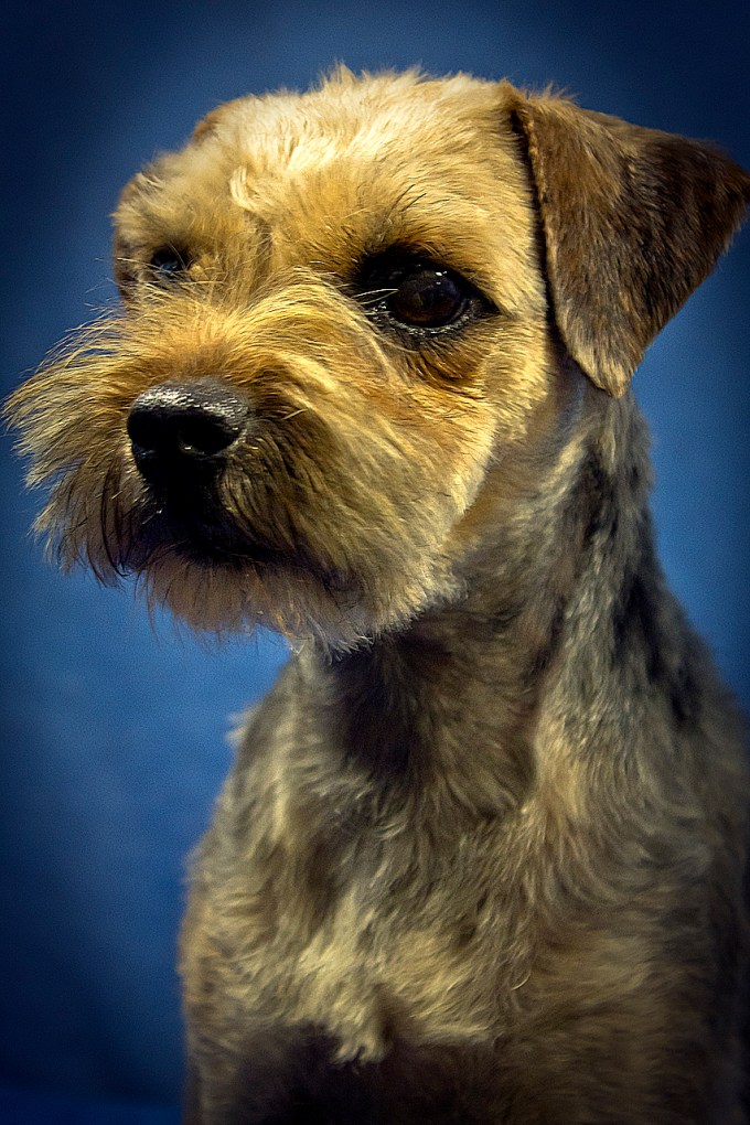 Photo Project 365 022212 Blueberry a Border Terrier head shot