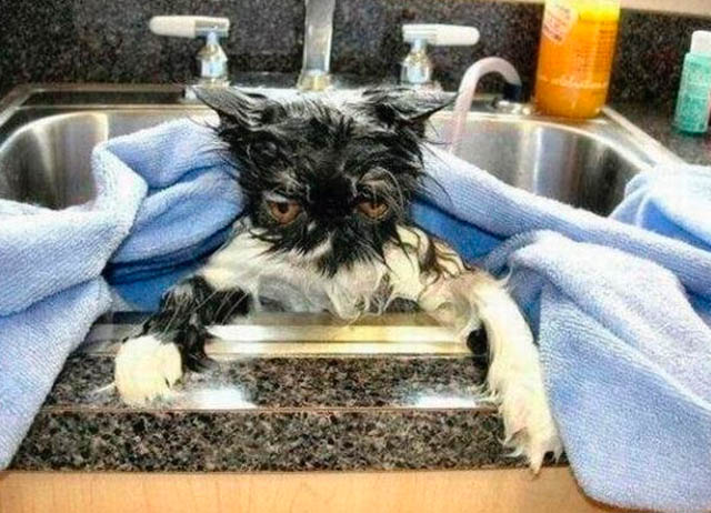Cat pissed off from having a bath