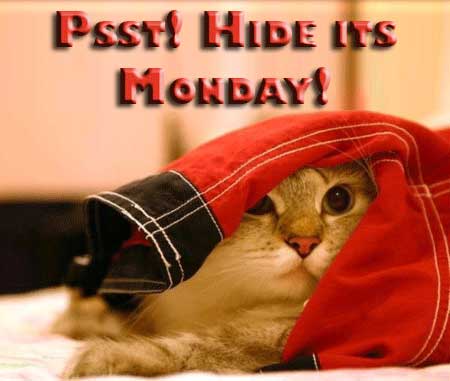 Funny photo with caption cat hiding it's Monday