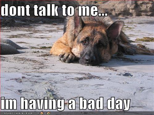 Funny photo with caption german shepherd having a bad day