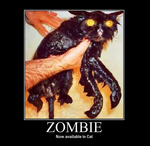 Funny photo with caption zombie cat 01