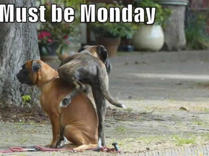 It's Monday dog pissing on another dog