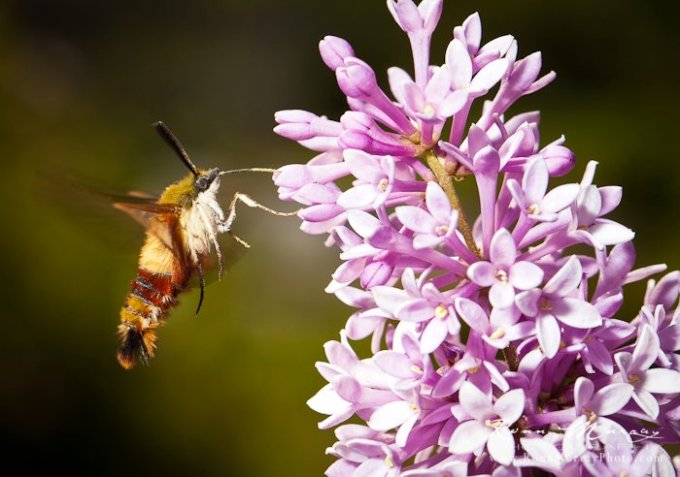 insect flower