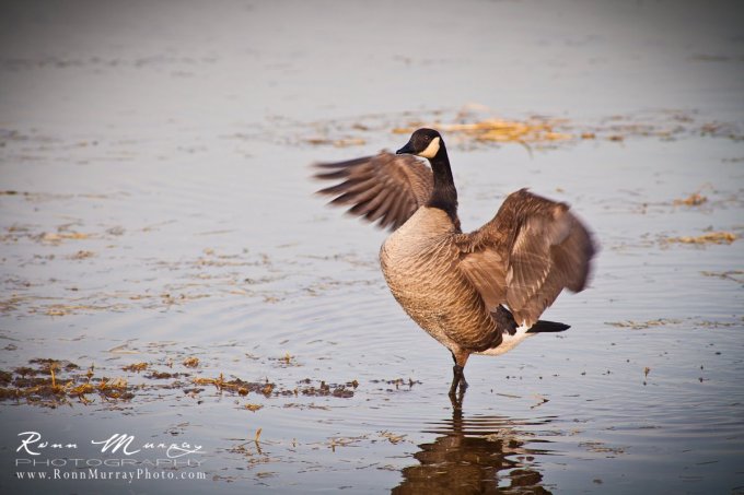 Canadian goose