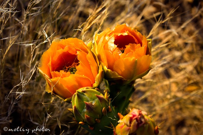 Pickly Pear cactus orange flowers in bloom