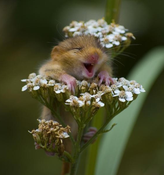 rodent laughing on a flower