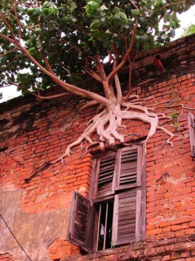 Tree growing from side of brick wall