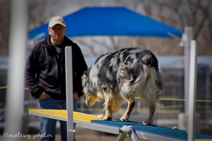 Agility Community Center_20120311_Australian Shepherd teeter 01