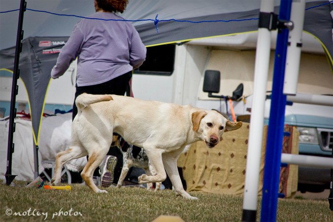 Agility Community Center_20120311_Blond lab leaves the course 01