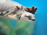 Pig-Nosed Turtle