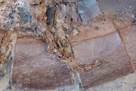 slightly curled tail of a male specimen of the extinct turtle Allaeochelys crassesculpta