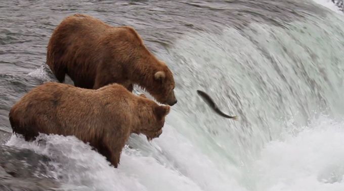 AK Brooks River Brown bear and salmon cam close up snapshot