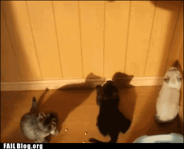 Animated gif kittens playing funny