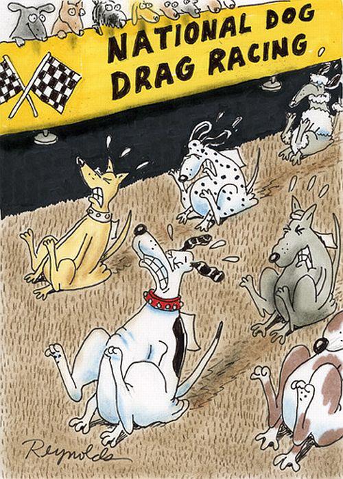 dog drag racing