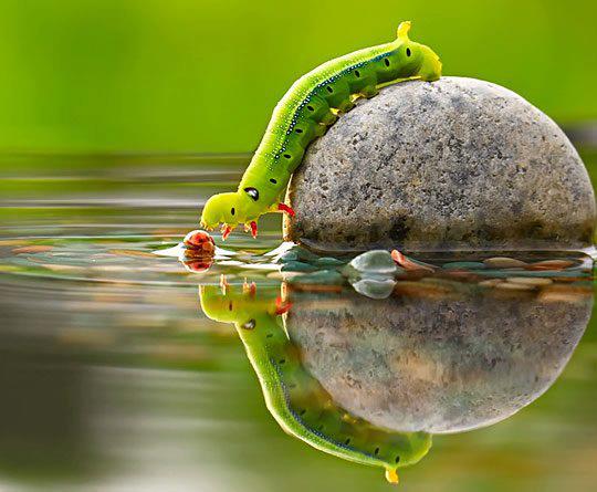 Caterpillar on rock in water