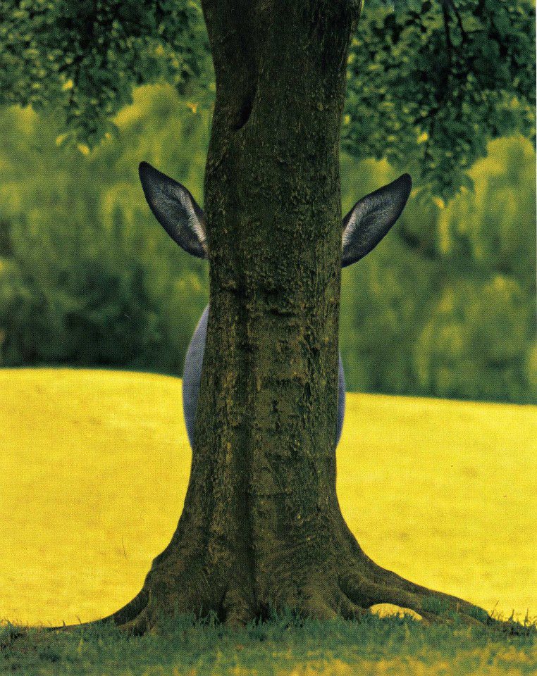 Donkey hide and seek behind a tree