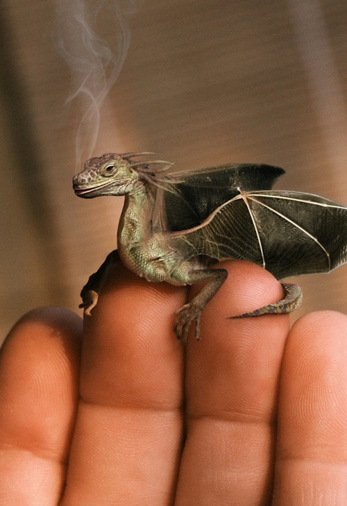 The Smoking Dragon