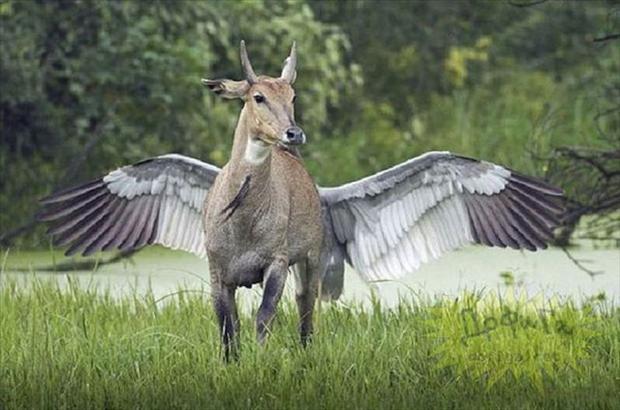 7-perfectly-timed-pictures-illusion of a winged antelope