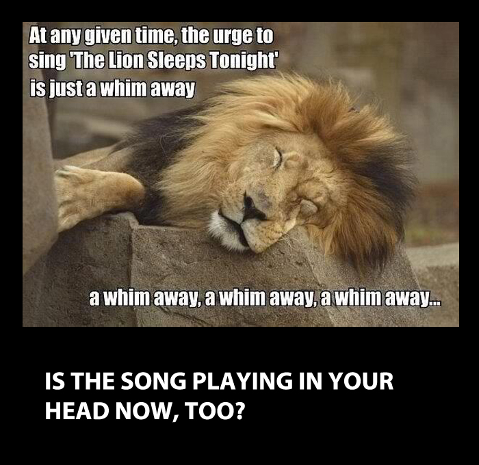 A funny image with caption the Lion Sleeps tonight