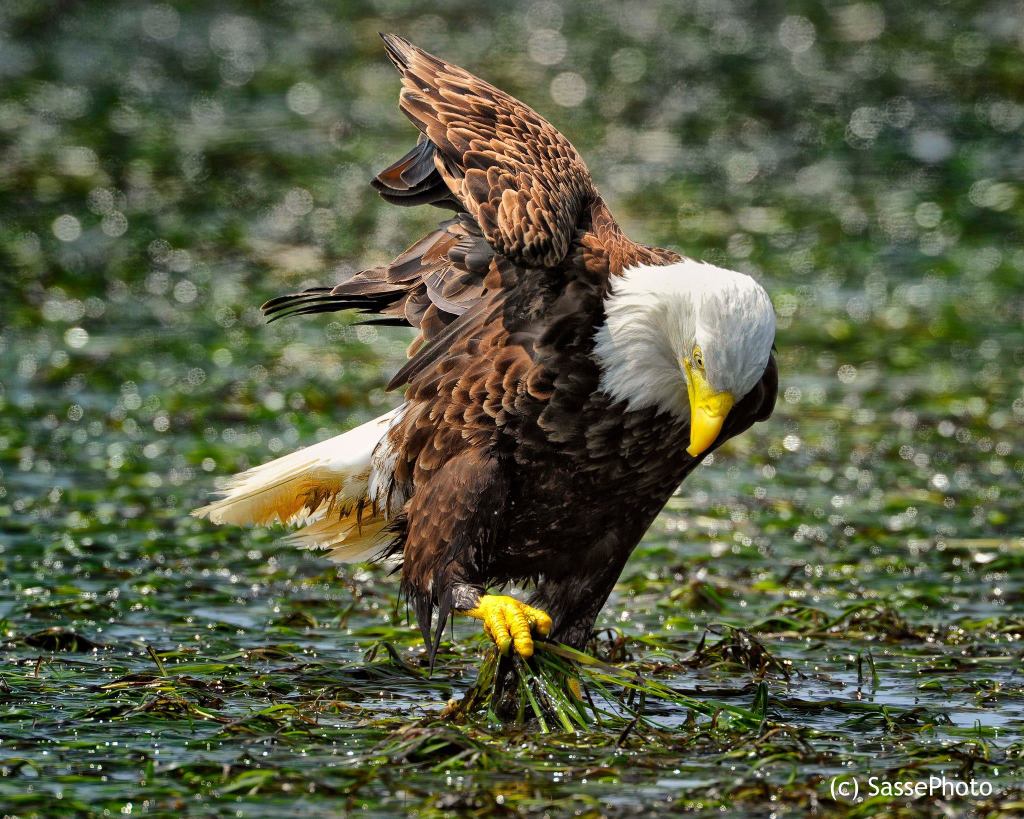 BaldEagle Christian Sasse photography