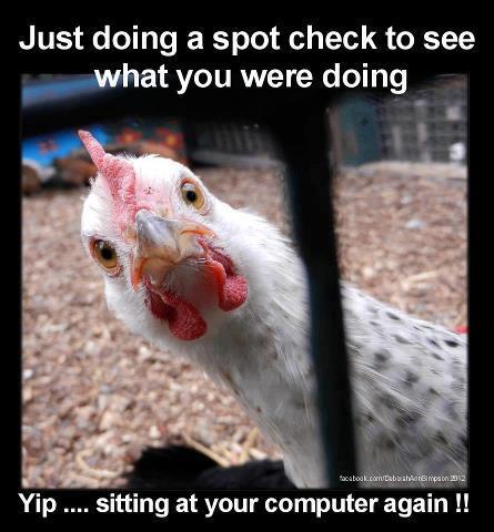 Chicken doing a spot check