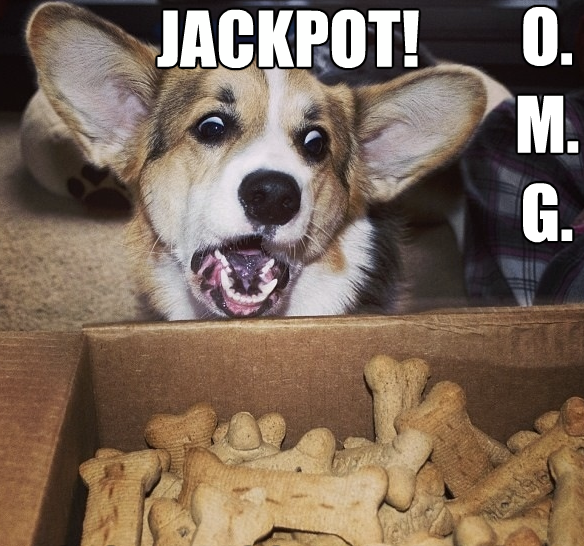 Dog funny Corgi hits biscuit jackpot