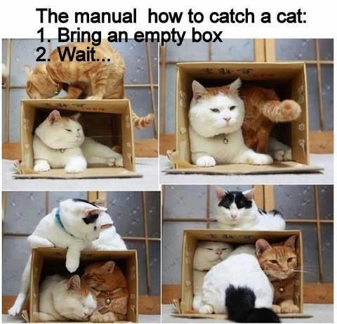 funny image how to catch cats use empty box