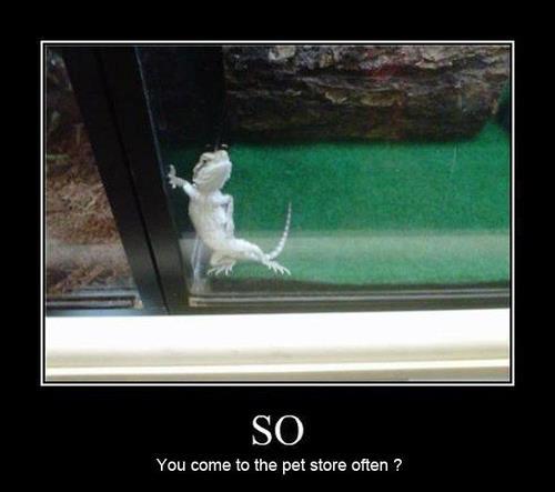 Funny image with captions lizard hitting up person pet store