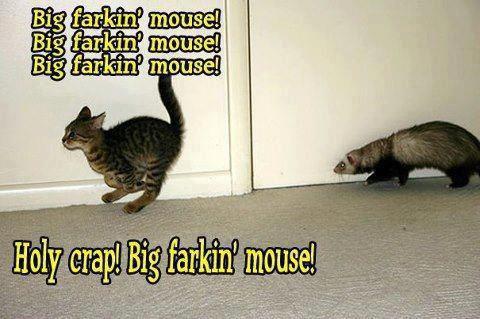 Funny photo captions cat running from ferret big mouse