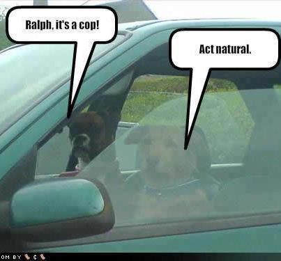 Funny photo captions dogs driving cop act natural